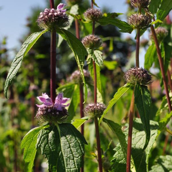 Produktbild Säntispracht Das hochwachsende Knollen-Brandkraut - Phlomis tuberosa 'Amazone' (80 cm)
