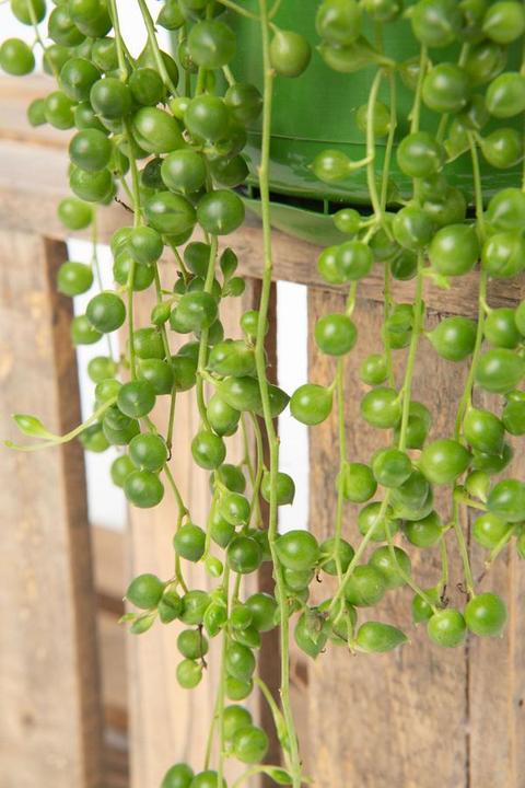 Produktbild VEG and the City Jais (Erbsen am Bande Senecio rowleynanus) (25 cm)