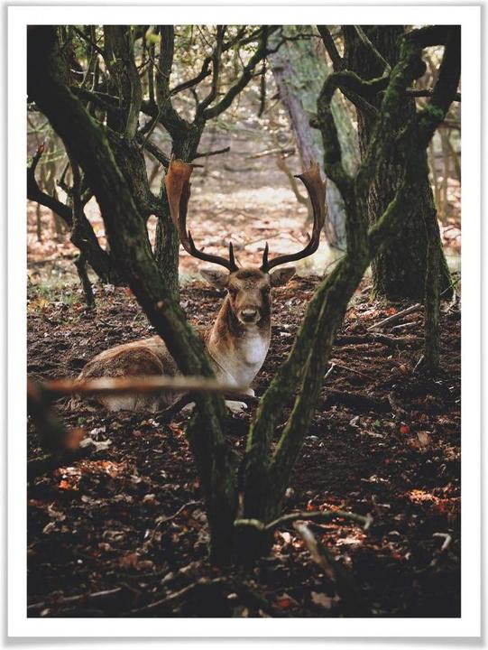 Actual product image Trenddeko Break in the forest (24 x 30 cm)