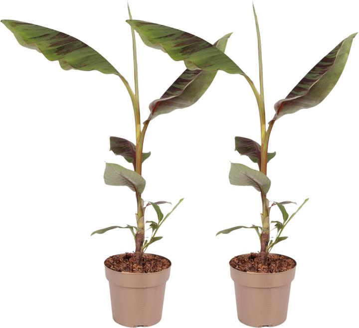 Immagine prodotto Plant in a Box Ensete ventricosum - Bananenpflanzen (55 cm)