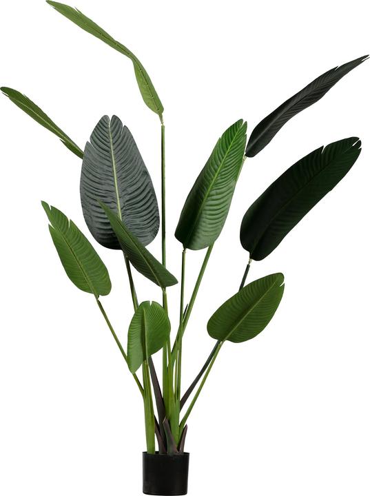 Produktbild Woood Strelitzia (63 cm)
