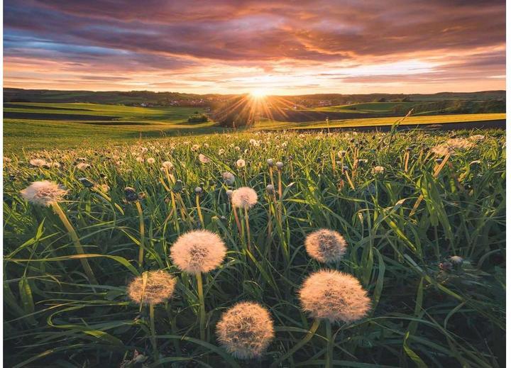 Actual product image Ravensburger Dandelions in the sunset (500 pieces)