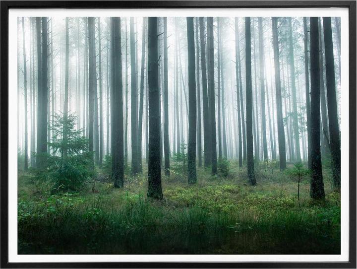Actual product image Trenddeko In the forest (100 x 80 cm)