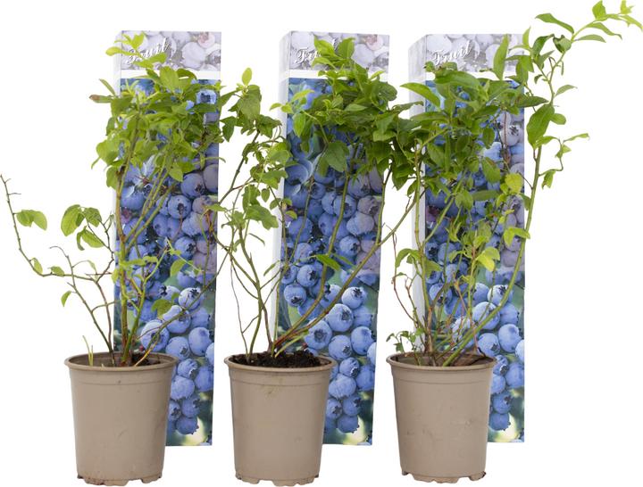 Produktbild Plant in a Box Vaccinium corymbosum 'Sunshine Blue' - 6er Set Blaubeere (25 cm)