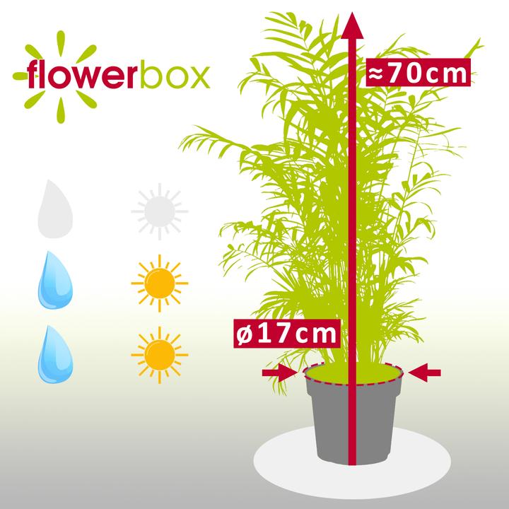 Produktbild Flowerbox Bergpalme - Chamaedorea elegans (70 cm)