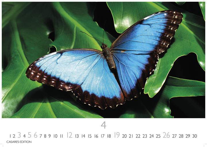Immagine prodotto Schmetterlinge 2026 L 35x50cm (35 x 50 cm, Tedesco)