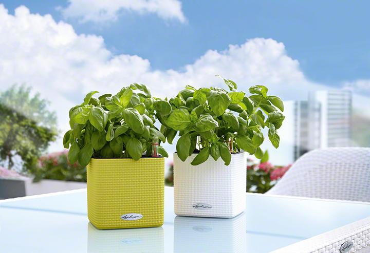 Actual product image Lechuza Cube Color (14 cm)