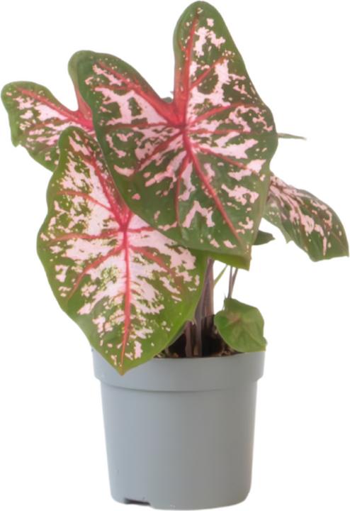 Image du produit Plant in a Box Caladium Carolyn Whorton - (25 cm)