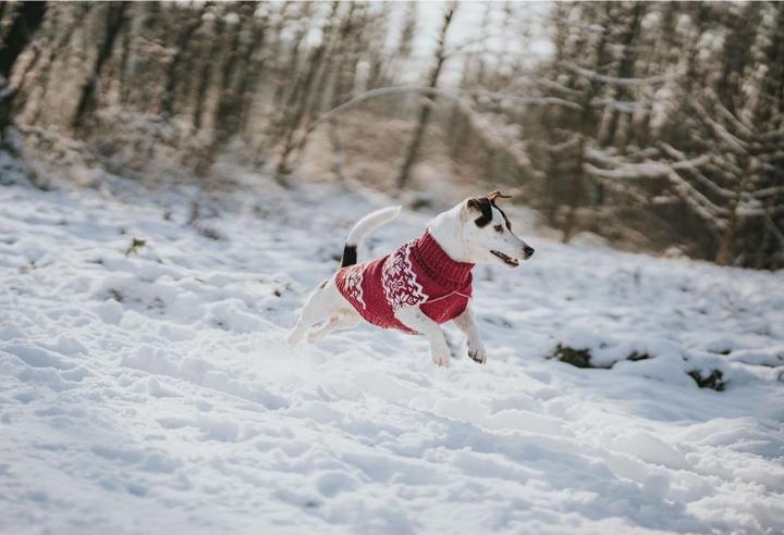 Actual product image Hunter Dogcoat Birka 30, red - (203469) (30, Dog jumper)