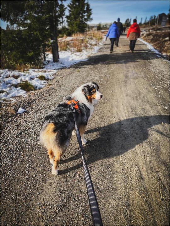 Actual product image Non-Stop Dogwear TOURING BUNGEE dog leash (XL, Dog, General)