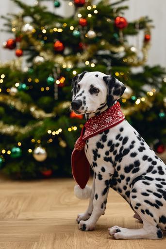 Immagine prodotto Beeztees Peluche di Natale (Bandana per cani)