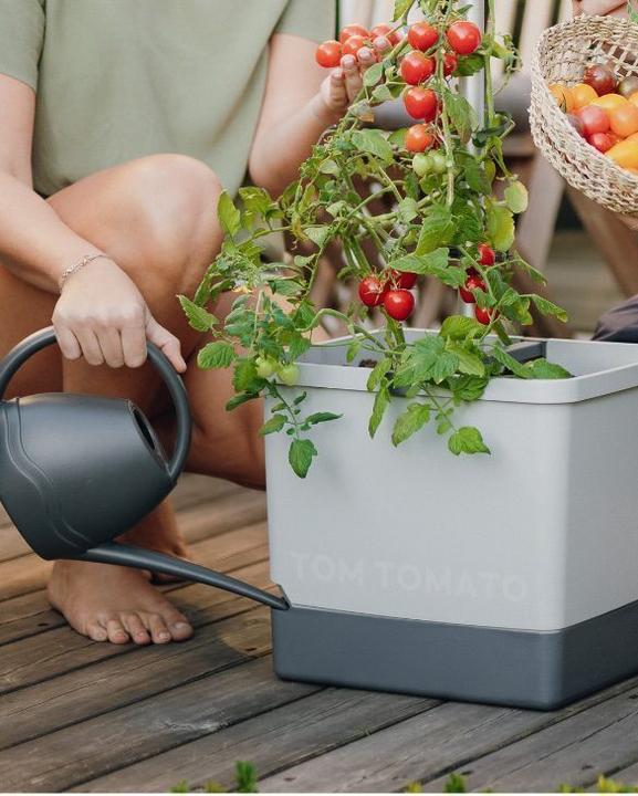 Produktbild Gusta Garden Tom Tomato (35 cm)