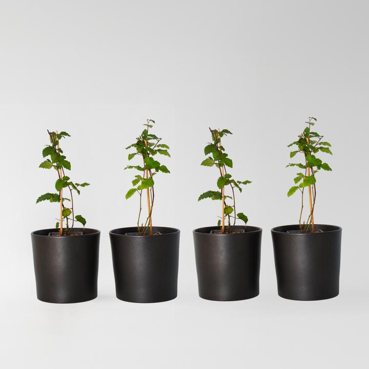 Immagine prodotto Plant in a Box Rubus fruticosus Thornfree - set di 4 piante di mora (50 cm)