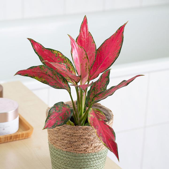 Actual product image VEG and the City Tangki (cob thread - Aglaonema cherry baby) (25 cm)