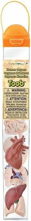 Produktbild Safari Menschliche Organe
