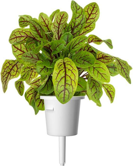 Actual product image Click and Grow Wood Sorrel Seeds (Plant seeds)