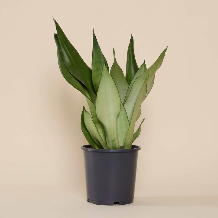 Immagine prodotto Mary and Plants Sansevieria trifasciata Moonshine (55 cm)