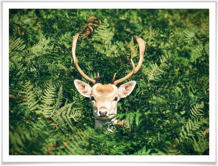 Actual product image Trenddeko Hide and seek in the forest (50 x 40 cm)