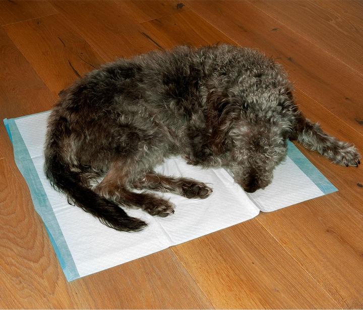 Produktbild Dogs Collection Trainingspads 30 x für Hunde, Welpenunterlage, 5-lagig, auslaufsicher, 60 x 60 cm (Hund)