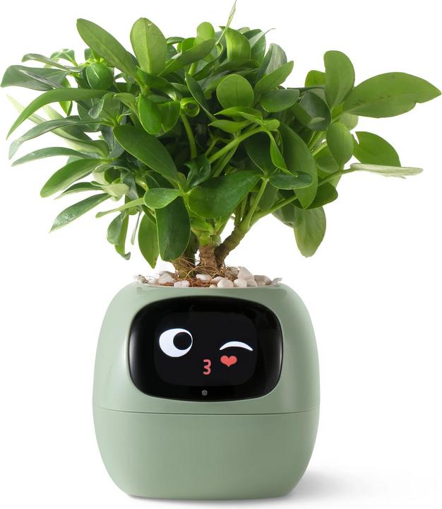 Actual product image Plantsio Ivy Smart Planter