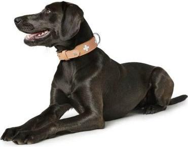 Immagine prodotto Hunter Collare Swiss Natur per cani 42 (42, Cane, Generale)