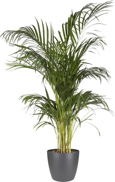 Actual product image Elho Brussels