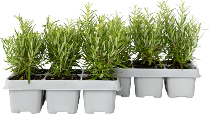 Plant in a Box Rosmarinus Officinalis - Set of 12 Rosemary (10 cm)