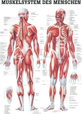 Image du produit Ruediger Système musculaire (50 x 70 cm)