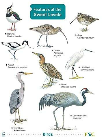 Image du produit Features of the Gwent Levels (Anglais, Mike Langman, Lizzie Harper, Chris Shields, Keith Harris, Mark Lewis, Kate Rodgers, Kathy Barclay, 2020)