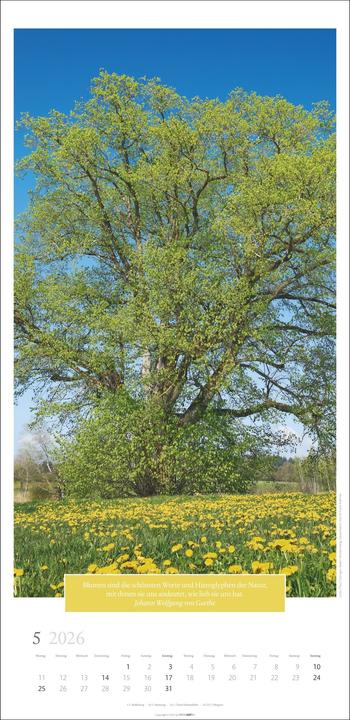 Actual product image Wunderwelt der Bäume Kalender 2026 (33 x 68 cm, German)