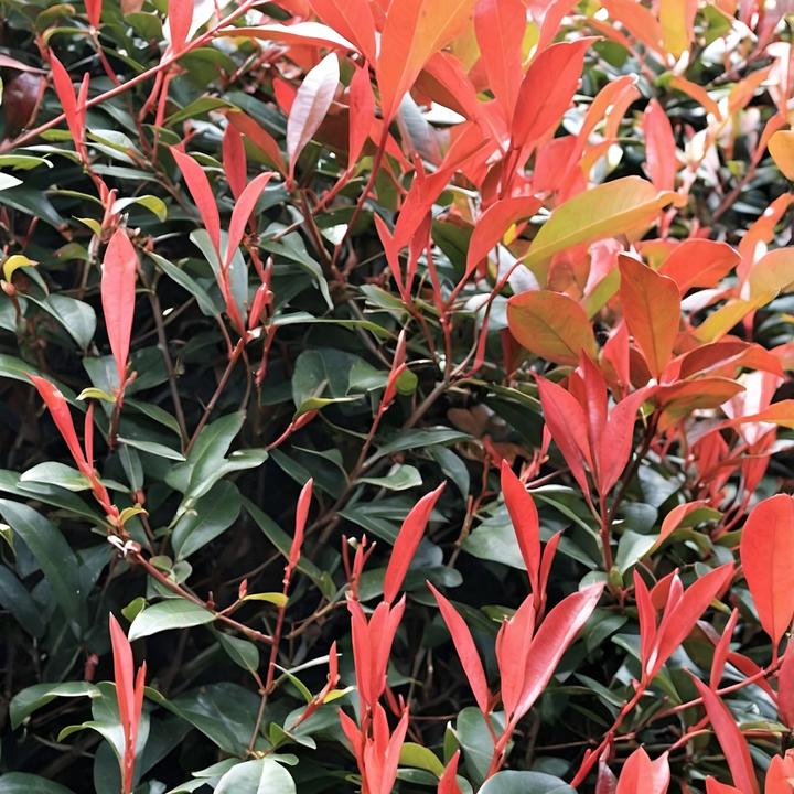 Actual product image Plant in a Box Photinia fraseri Red Robin - set of 6 loquat plants (30 cm)