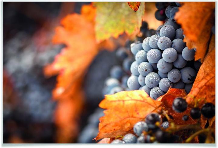 Produktbild Trenddeko Wein im Herbst (140 x 90 cm)