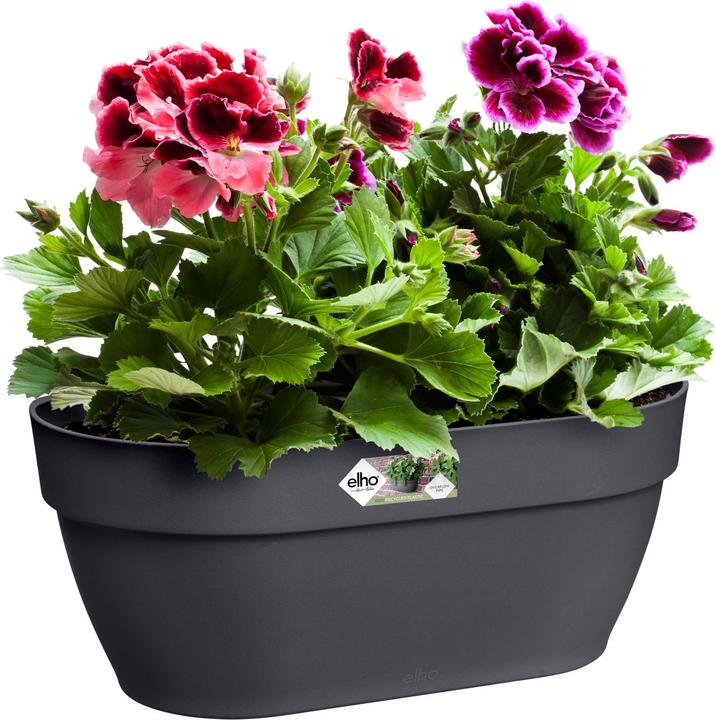 Image du produit Elho Vibia Campana Wandampel (35 cm)