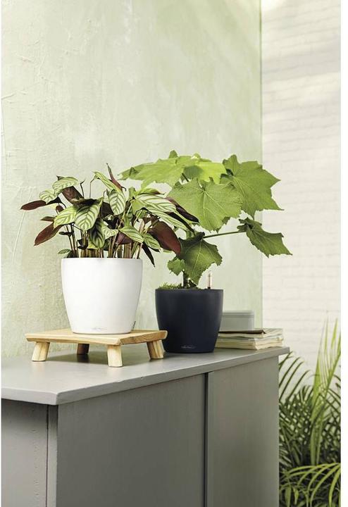 Immagine prodotto Lechuza Colore Classico (27.50 cm)