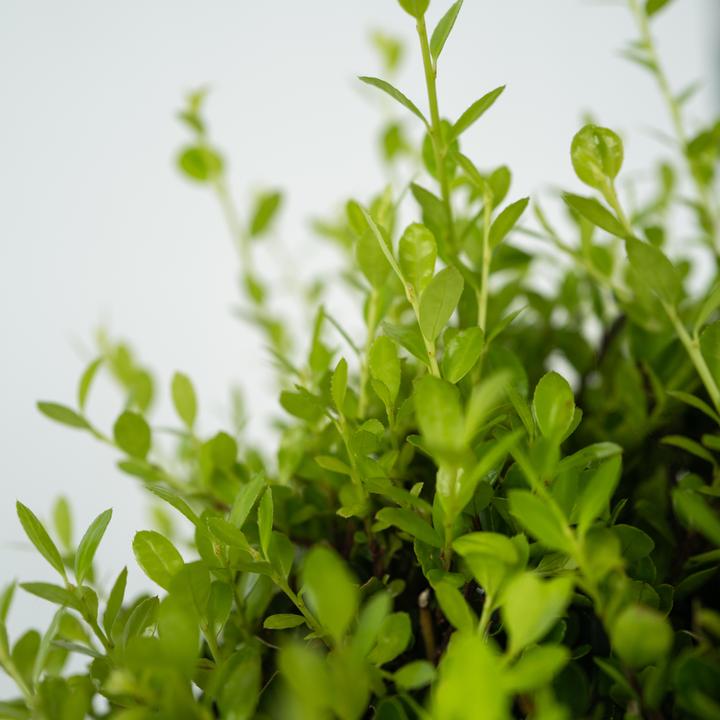 Immagine prodotto Plant in a Box Ilex crenata 'Jenny' - Agrifoglio giapponese (30 cm)