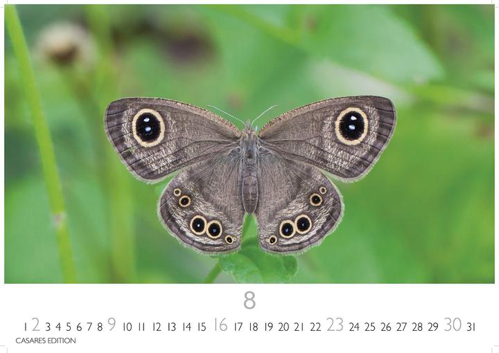 Immagine prodotto Schmetterlinge 2026 L 35x50cm (35 x 50 cm, Tedesco)