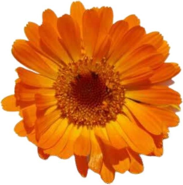 Produktbild Officinalis Dalla Grana Officinalis Calendula Arancio Bustina (Körpercreme)