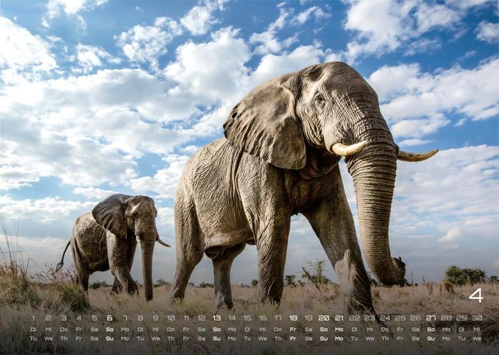 Produktbild Elefanten - einzigartige Giganten - 2025 - Kalender DIN A3 (A3, Harter Einband, Deutsch)