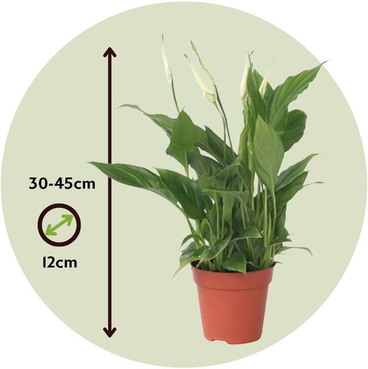 Immagine prodotto Plant in a Box Spathiphyllum 'Torelli' - Giglio della pace (30 cm)