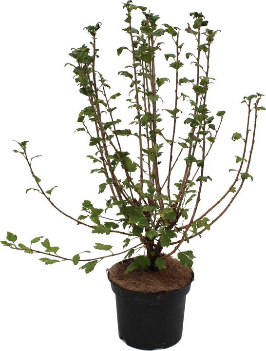 Produktbild Zulauf Alpen-Johannisbeere / Ribes alpinum (50 cm)