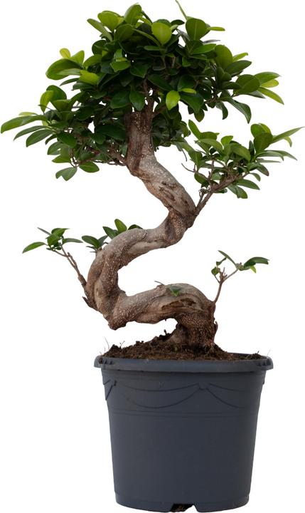 Plant in a Box Ficus microcarpa Ginseng - S- Shape Bonsai (65 cm)