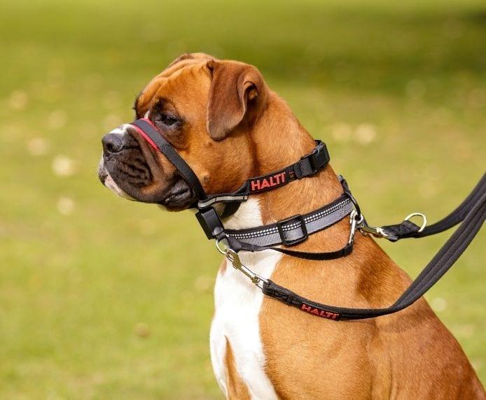 Actual product image Company of Animals Halti Optifit head harness (M, Dog, Dog sport)