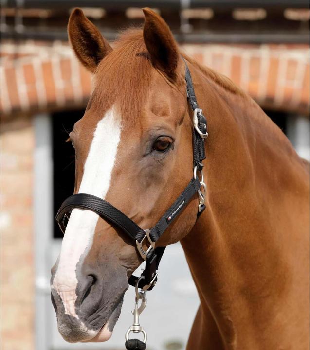 Image du produit Premier Equine Licol pour cheval uni