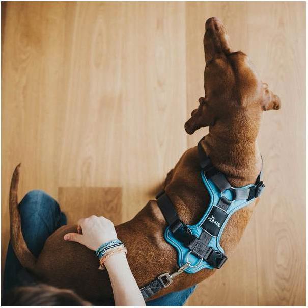 Image du produit Hunter Vaisselle Divo (XS, Chien, Général)