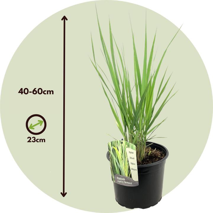 Actual product image Plant in a Box Panicum virgatum 'Northwind' - Blackthorn (40 cm)