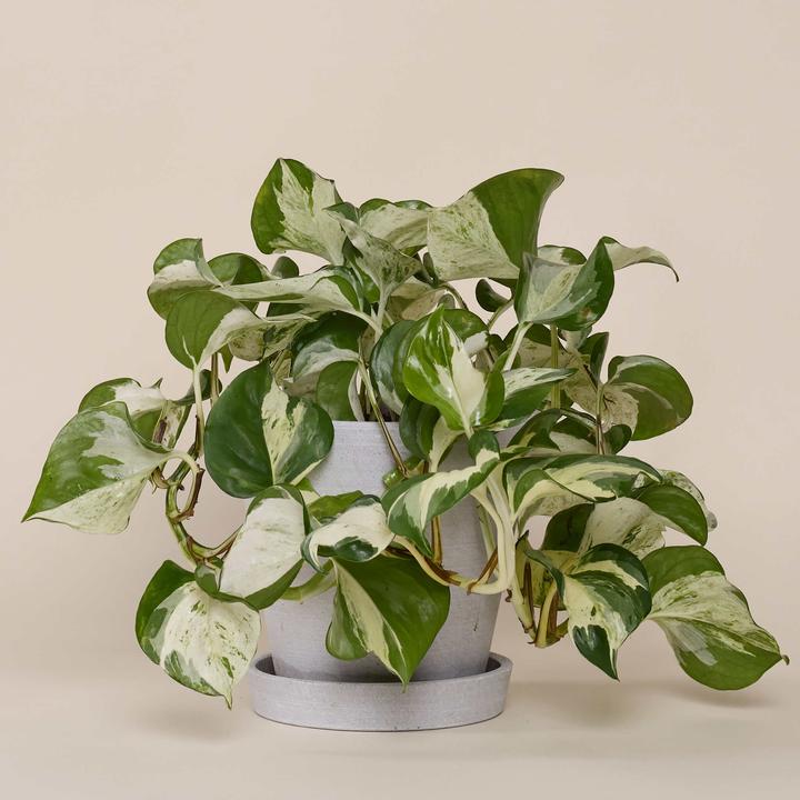 Produktbild Mary and Plants Efeutute Happy Leaf HAY Hellgrau (35 cm)