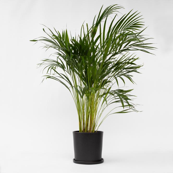 Actual product image Plant in a Box Dypsis Lutescens - Areca Gold Fruit Palm (100 cm)