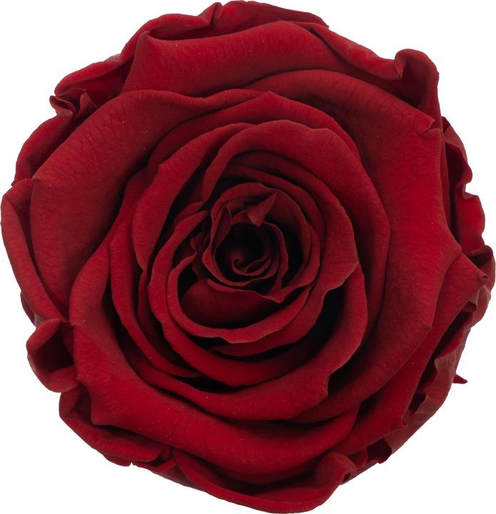 Image du produit Migros Ostschweiz Rose Premium (Rose stabilisée) en boîte avec tiroir (Fleurs à l'infini)