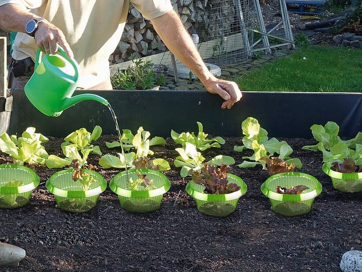 Produktbild Royal Gardineer Schneckenschutzringe ohne Gift und Chemie, 12er Set