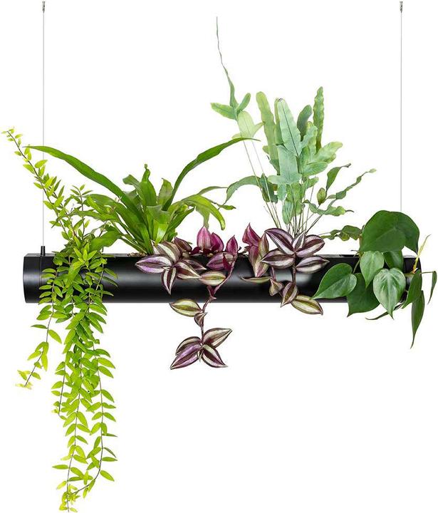 Pendularis Set 0.5 Rapid (50 cm)